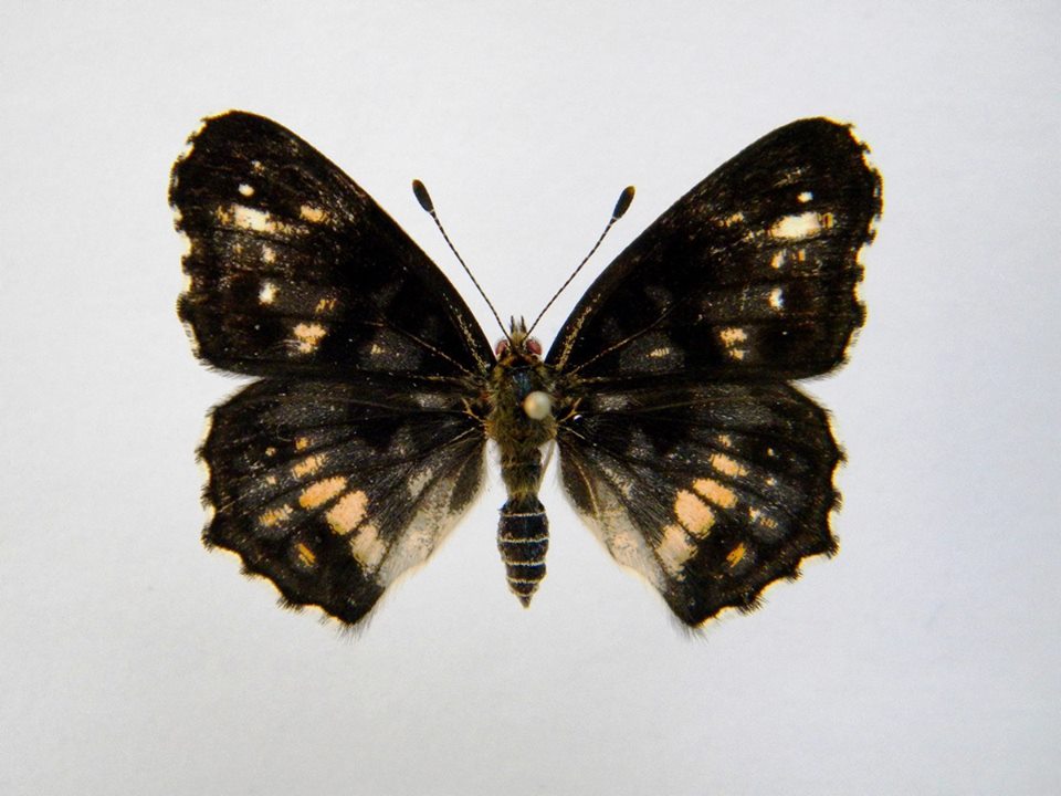 Araschnia levana (Cold Shock Aberant) 4 (Internet Image property of respective owner, non-commercial use only)